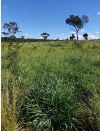 ÁREA DE 33,8032 HA | DENOMINADO FAZENDA SANTA BÁRBARA | AUGUSTO DE LIMA/MG — Imagem