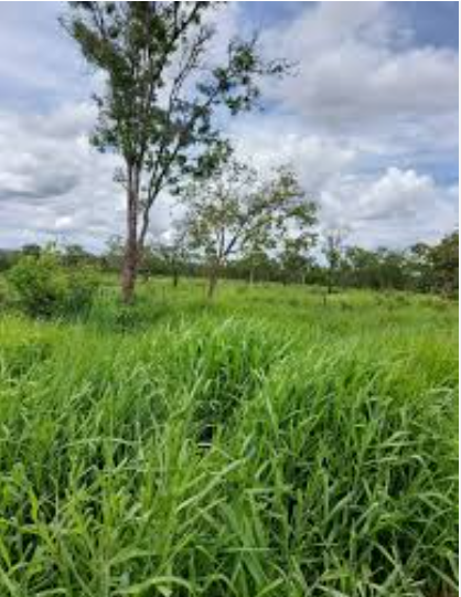 ÁREA DE 56,8030 HA | DENOMINADO FAZENDA SANTA BÁRBARA RIACHO FUNDO | AUGUSTO DE LIMA/MG — Imagem
